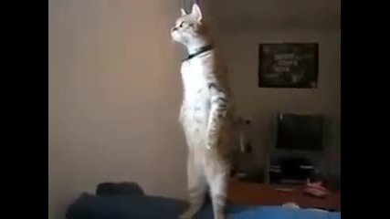 Koтка слуша националния химн ! :))