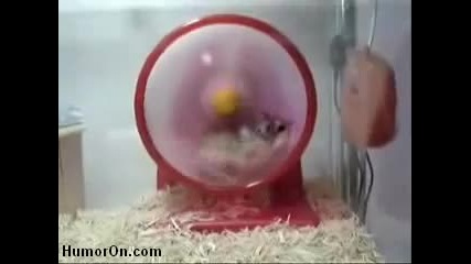 Turbo Hamster (смях)