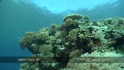 Докосване до дивият свят: Риба крокодил - живот в рифа