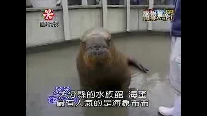 Funny Pets