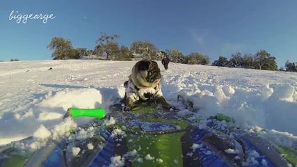 Мопс показва страхотни сноуборд умения в снега на Южна Калифорния