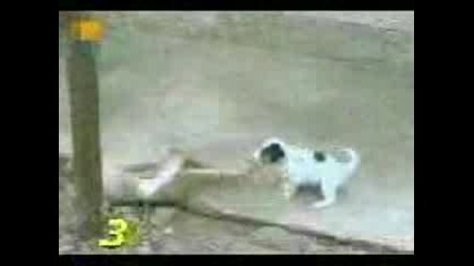 Dogtellsjoke