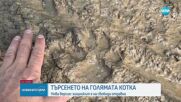 Хищникът в Шуменското плато е изпуснат от собственика преди два - три месеца