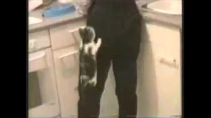 Кучета и Котки в Действие 100% Смях