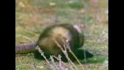 Mongoose Vs Snake
