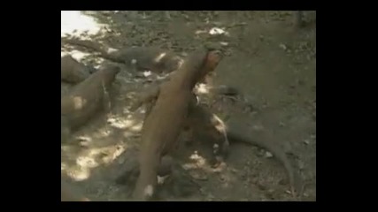 Lion.dragon.bear.rhino.male Fighting! 