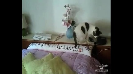 Котка отговаря на телефонно обаждане