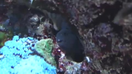 Reef Corals Up Close 720p Hd