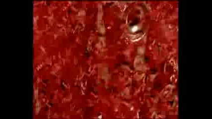 Shanks