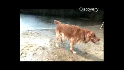 Куче Се Отърсва От Вода На Забавен Кадър