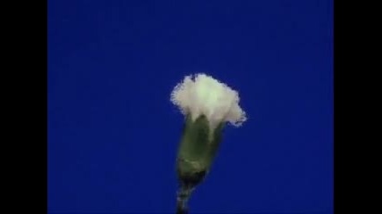 цвете-flower