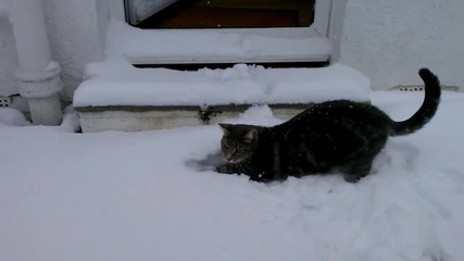 Котка си играе в снега