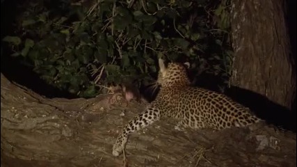 Eye of the Leopard 4/5