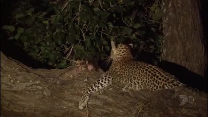 Eye of the Leopard 4/5 