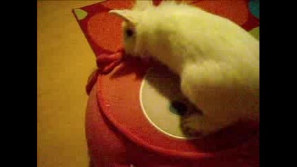 Bunny - =]