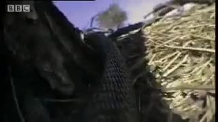 Cape Cobra hunting technique - Serpent - Bbc Animals 
