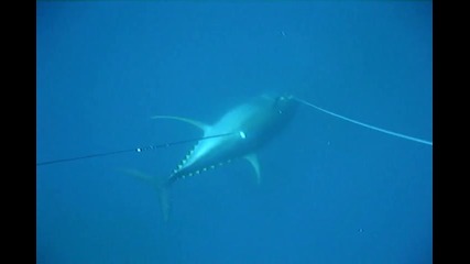 Подводен Риболов - голяма риба тон