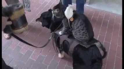 Вечна любов между куче, котка и мишка