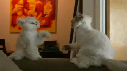 Карате Котка !! 