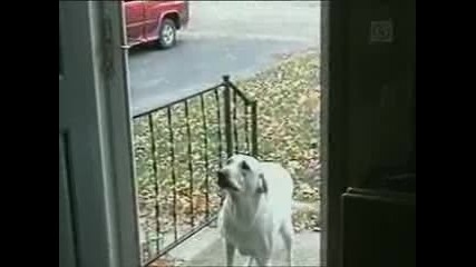 stupid dog does not realize there is no glass in the door