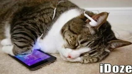 Адски забавни котки Hd