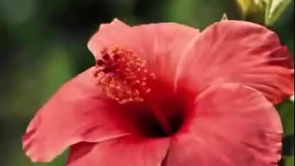 Tchaikovsky - Walczer Of The Flowers