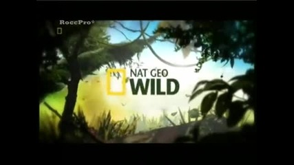 Nat Geo Wild Promote