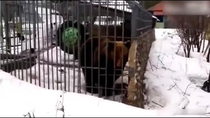 Глупак бръкна в клетката на мечка и тя му откъсна ръката