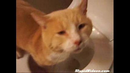 Коте Пие Вода От Тоалетната