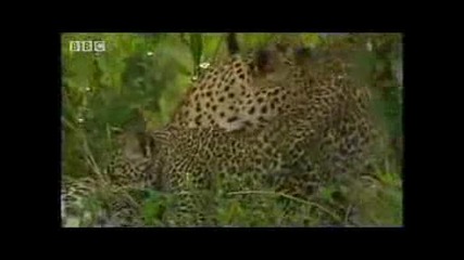 Bbc Wildlife - Леопард с/у Зебра