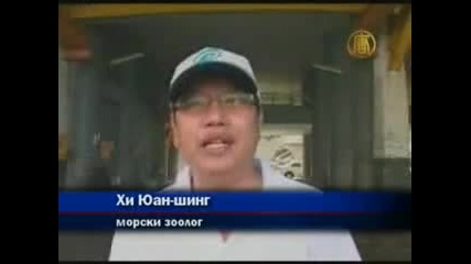 Рибари от Тайван хванаха земетръсна риба