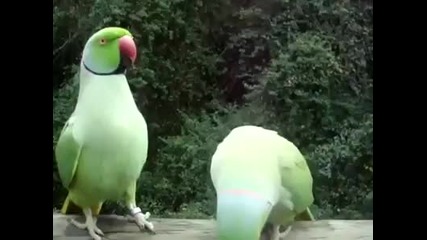 Сладки папагали си горовят