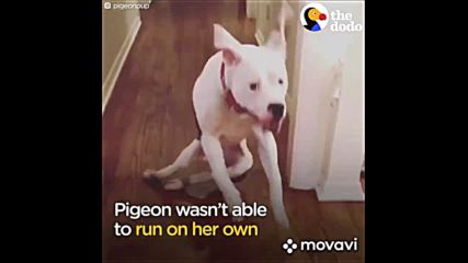 Dog story