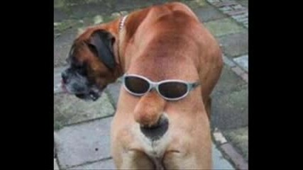 Funny Dogs