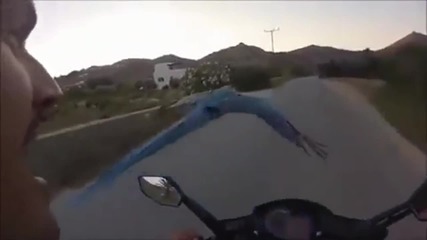 Говорящ папагал лети до мотористи и ги поздравява !