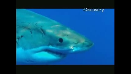 Shark Week - Riding a Great White