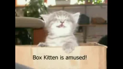 Very Funny Cats 21