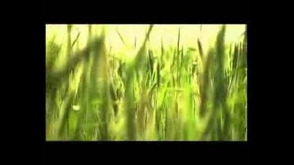 Hedonskate Dvd - Fresh Fields 2nd Trailer