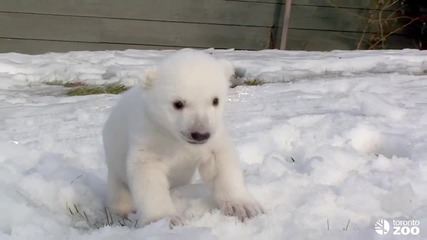 Малко бяло мече стъпва на сняг за първи път