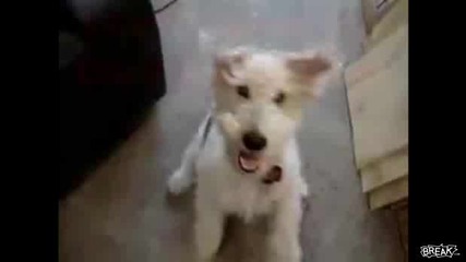 Куче пощурява от хели
