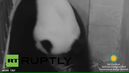 Пандата Мей Сян роди в Националната зоологическа градина във Вашингон