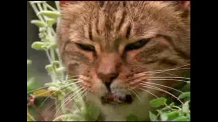 Котки