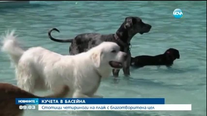 Внимание - кучета в басейна - Новините на Нова