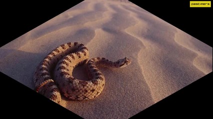 Топ 10 Най-опасните змии в света