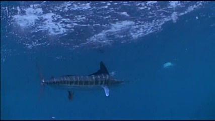 Bbc.blue.planet.the.open.ocean 