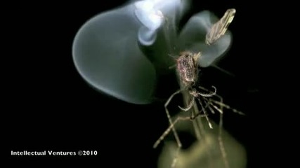 Mosquito killed by a Laser 