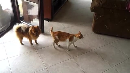 Смях до скъсване!_! Куче и котка се борят!