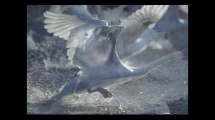 Chris Spheeris - Always