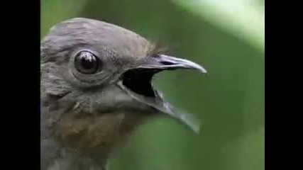 Чудни птичи звуци - много отблизо