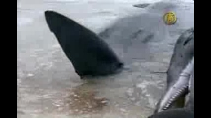 Only Five Beached Whales Surviving in Australia